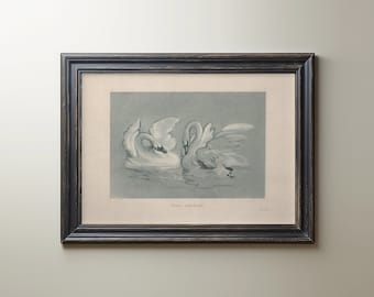 Swans Sketch Print: Antique Minimalist Wall Art (Digital Download)