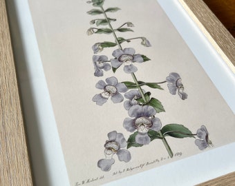 Angelonia Salicariaefolia Framed Antique Lithograph Print