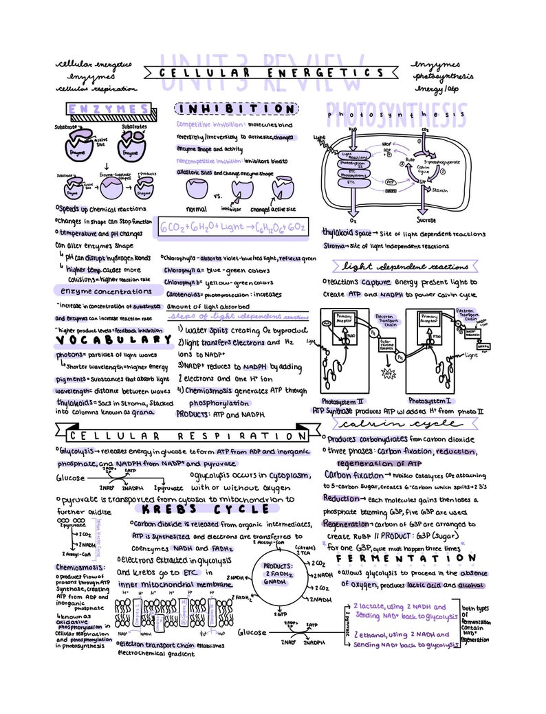 AP Biology Unit 3 Review Notes - Etsy