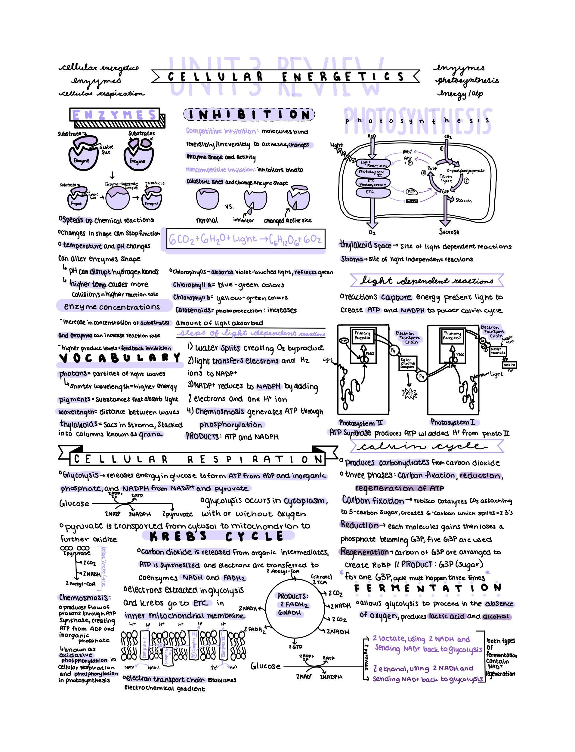 AP Biology Unit 3 Review Notes Etsy