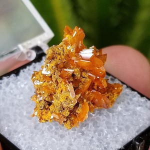 Wulfenite Crystal Cluster - Dark Orange