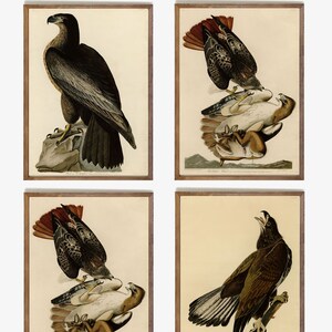 ジョン・ジェームズ・オーデュボンの「アメリカの鳥」の美しい彫刻4点（印刷可能）ワシ、タカ、特大サイズ、A2、A3、A4、高品質