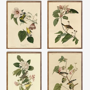 &quot;4 druckbare wunderschöne Gravuren von John James Audubon &quot;&quot;Die Vögel von Amerika&quot;&quot; Waldsänger Finch Extra Large A2 A3 A4 High Quality.&quot;