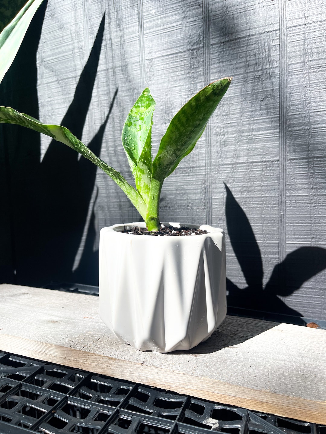 Small Snake Plant for Plant Lover Sansevieria Jaboa Rare Snake Plant