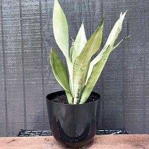 Sansevieria Moonshine Snake Plant