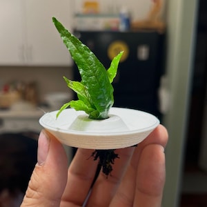 Aquarium Plant Anchors 5/10 Pack