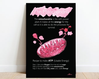 Mitochondria Biology Classroom Poster