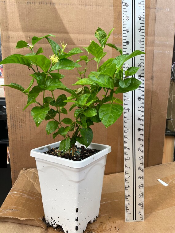 arrangement plant Plant arrangement main image 0