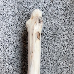 May include: A close-up of a light brown wooden walking stick with a natural, knotty texture. The stick has a smooth, polished finish and is ready to be used for hiking or walking.