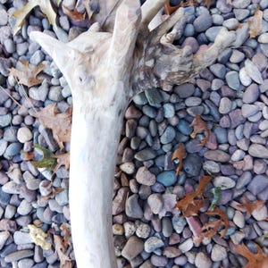 May include: A light brown, weathered, and gnarled piece of driftwood with a unique shape, lying on a bed of gray and brown pebbles.