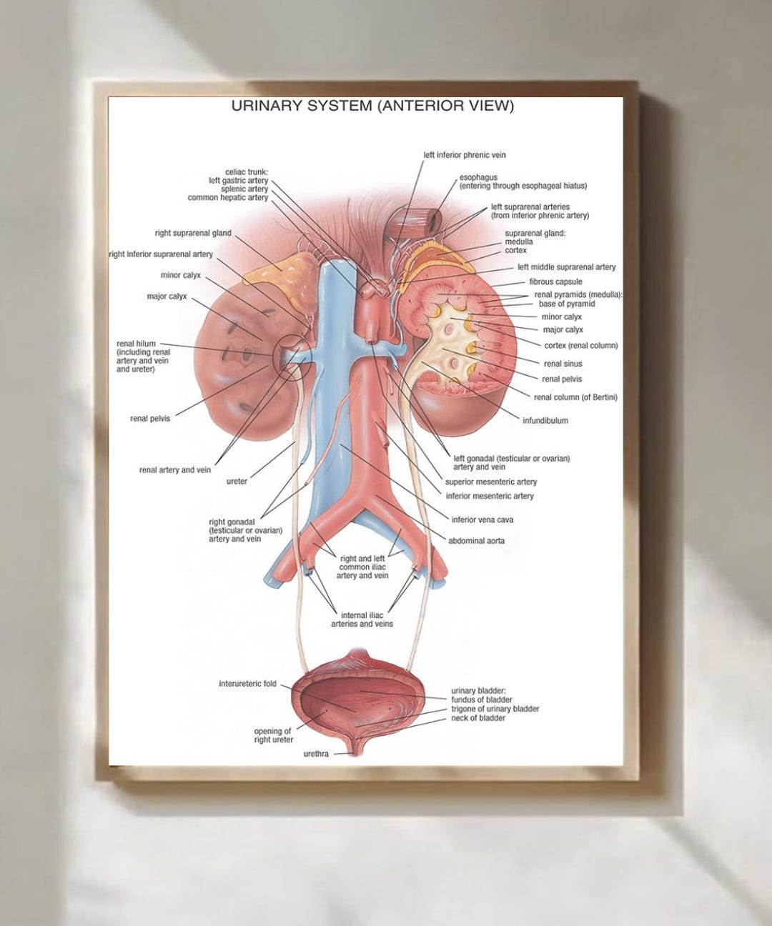 Urinary System Anatomy Poster Medical Diagram Educational Wall Art ...