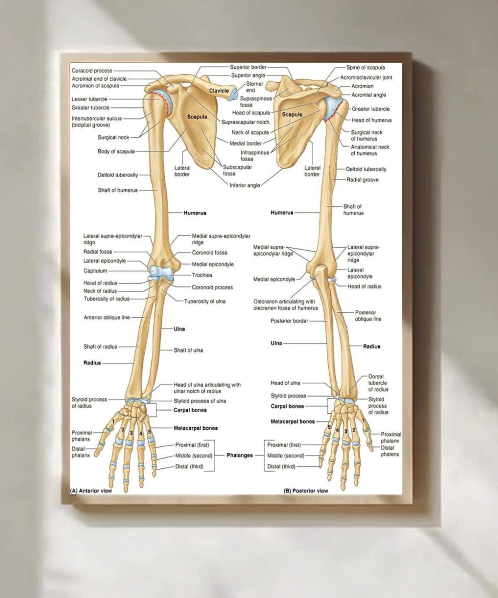 Arm Skeleton Anatomy Poster Medical Diagram Bone Structure Wall Art ...