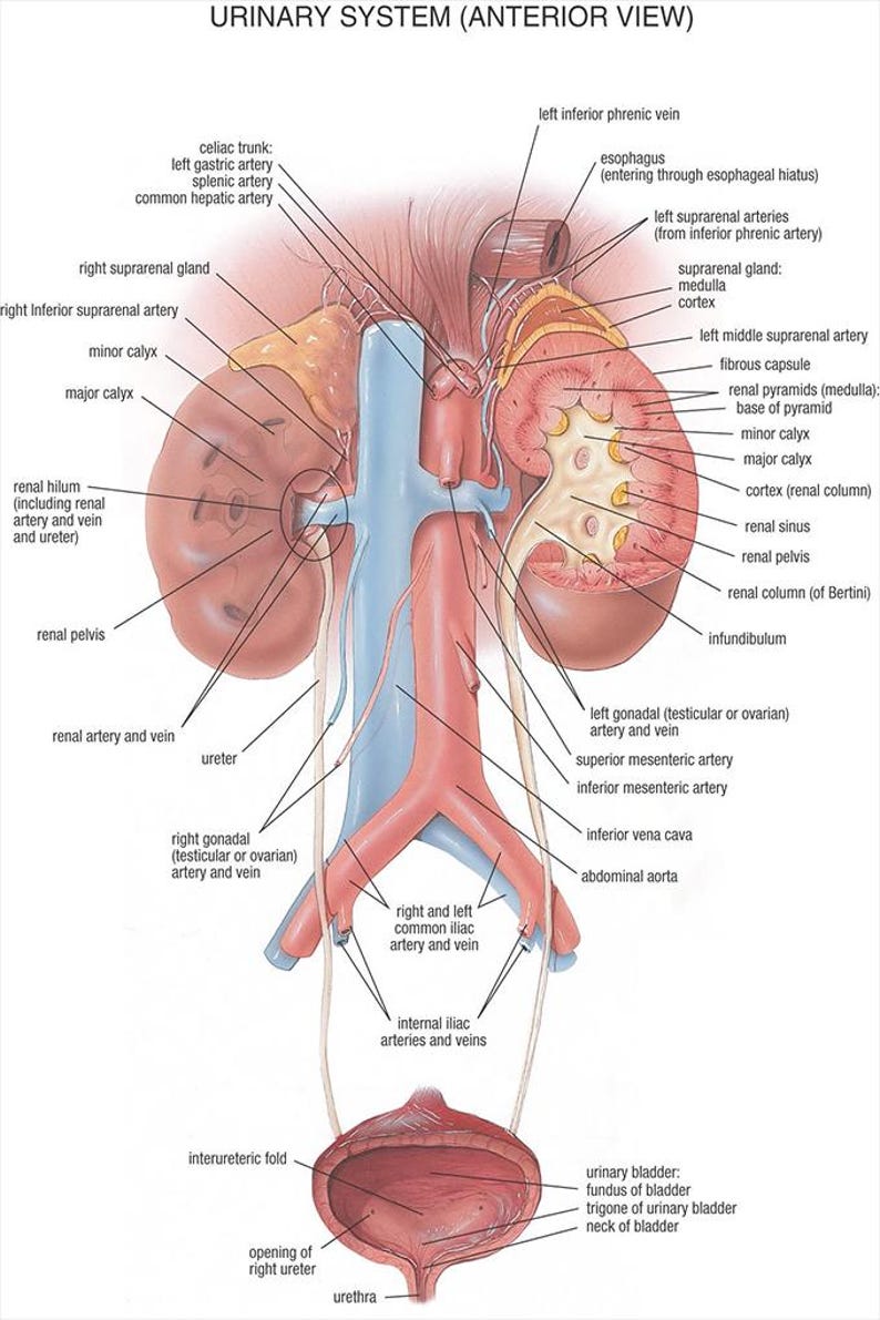 Urinary System Anatomy Poster Medical Diagram Educational Wall Art ...