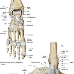 Human Foot and Ankle Anatomy Poster Detailed Bone and Ligament ...