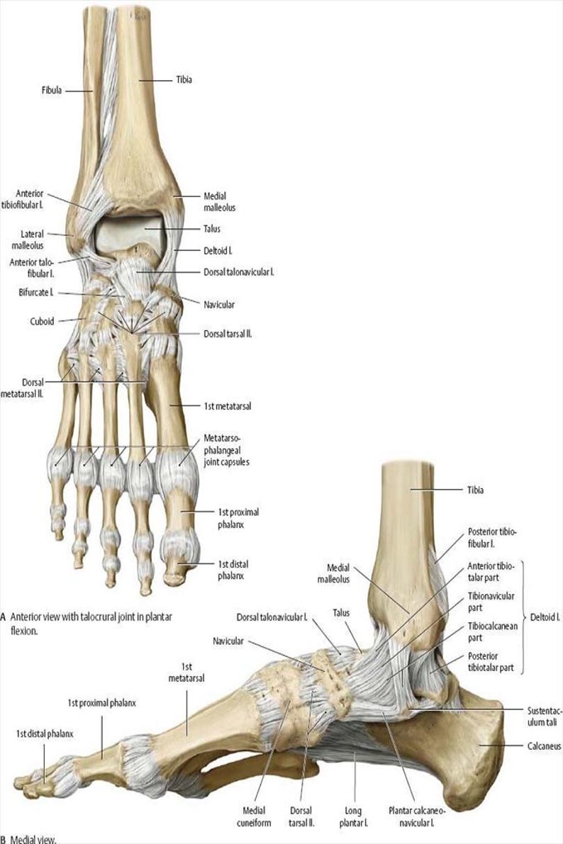 Human Foot and Ankle Anatomy Poster Detailed Bone and Ligament ...