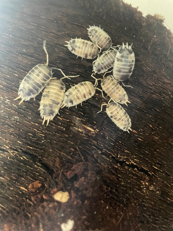 DAIRY COW porcellio Laevis Isopods Woodlice Clean up Crew Etsy UK