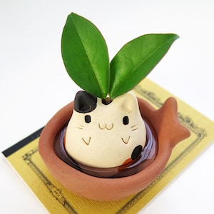 May include: A small ceramic planter shaped like a cat with a green plant growing out of the top. The planter is brown with white and black markings. The plant has two green leaves.