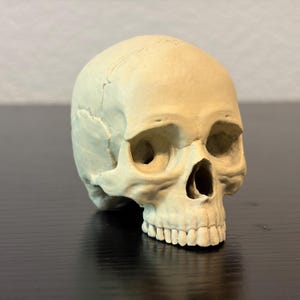May include: A detailed, off-white human skull replica. The skull features visible sutures, eye sockets, nasal cavity, and teeth. The skull is positioned on a dark surface, with a neutral background.