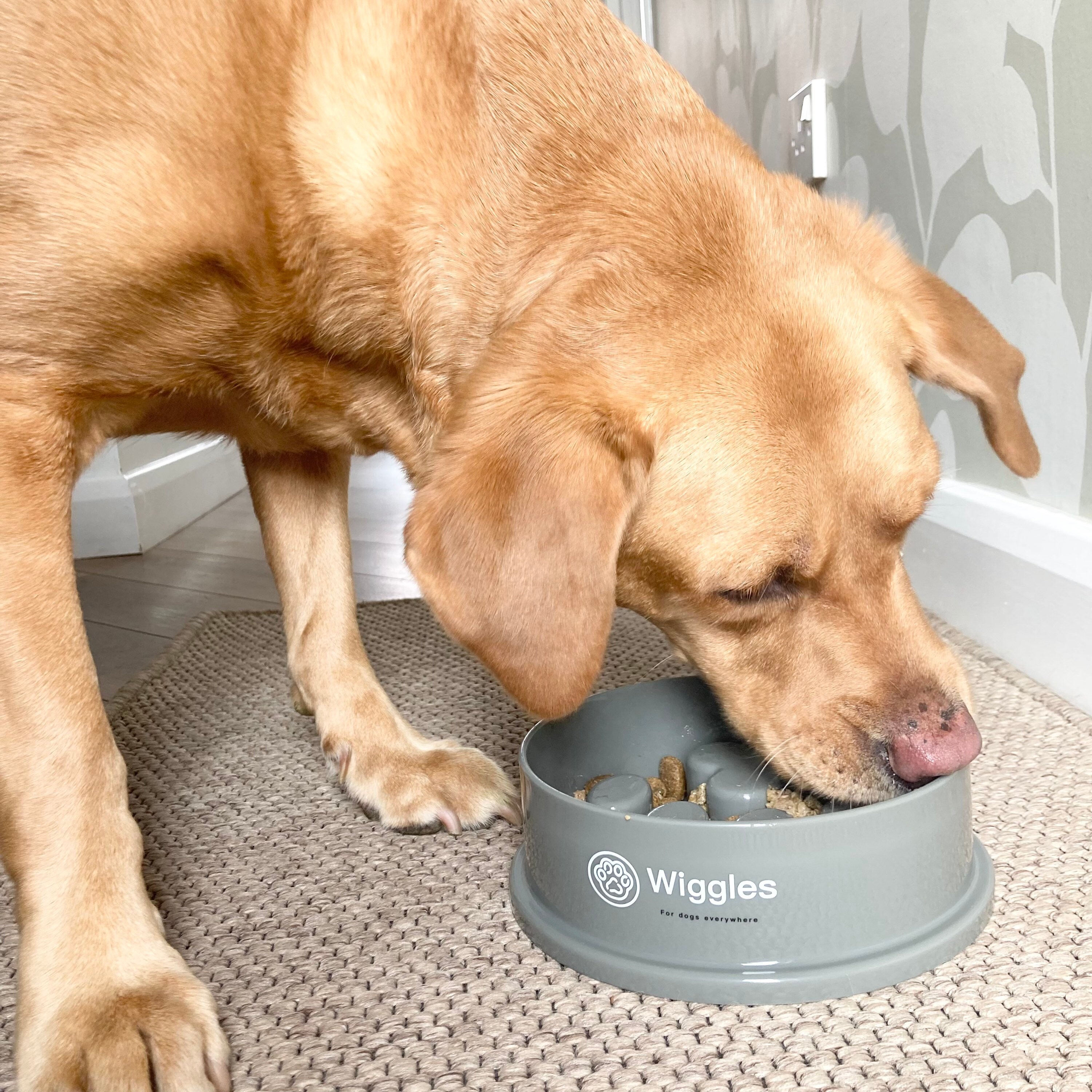 Personalised Slow Feeder Dog Bowl to Slow Down Eating Paw Print Dog