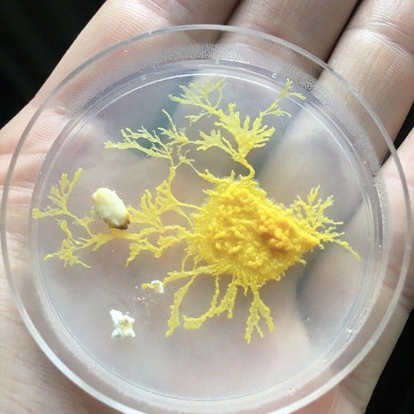Kit de culture complet du Blob Physarum polycephalum - slime mold culture kit