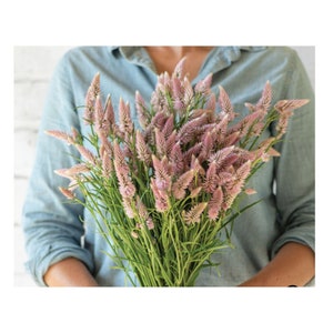 50 Flamingo Feather Celosia