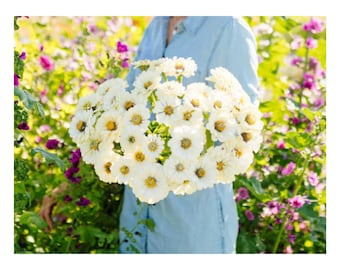 50+ Polar Bear Zinnia Seeds