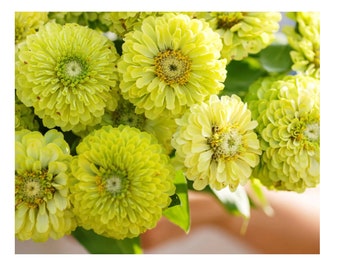 50+ Envy Zinnia Seeds