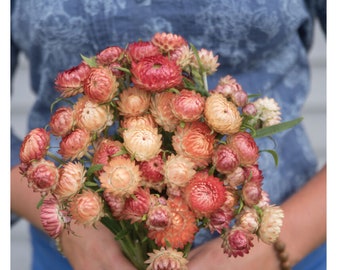 50 Organic Apricot Peach Mix Strawflower Seeds