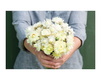 50 Creamy White Strawflower Seeds