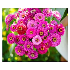 50+ Purple Prince Zinnia Seeds