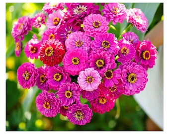 50 Purple Prince Zinnia Seeds