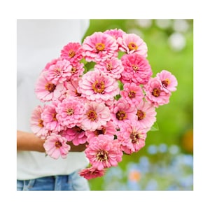 50+ Luminosa Zinnia Seeds