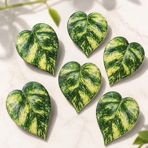 May include: A set of five heart-shaped decorative pieces featuring a variegated leaf pattern with shades of dark green and creamy yellow. Each piece mimics the appearance of a pothos leaf with a pointed tip and a rounded, notched top edge.