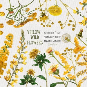Aquarell Wildblumen Clipart, gelbe Wildblumen, Löwenzahn Aquarell, Sommer Clipart, dekorative Elemente zum sofortigen download PNG