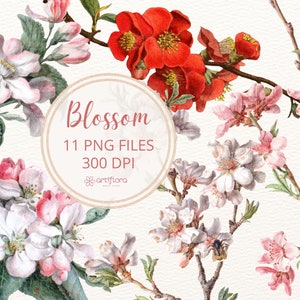 Imágenes Prediseñadas de flor de acuarela, flor de cerezo de manzana png, flores blancas rosadas, imágenes prediseñadas de boda de primavera, sakura floral, descarga instantánea PNG