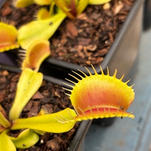 May include: Close-up of a Venus flytrap plant with a red and yellow trap open. The plant is growing in a pot with brown soil.