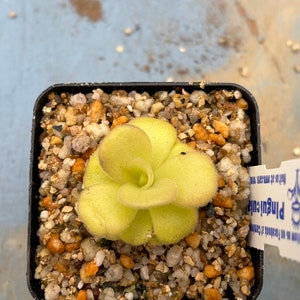 Carnivorous Plant - Pinguicula Agnata “Butterwort”