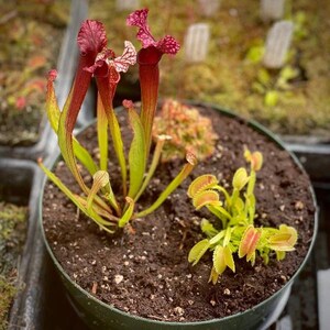 May include: A close-up of a potted carnivorous plant arrangement. It features a pitcher plant with burgundy and green leaves and a Venus flytrap with red-tipped leaves. The plants are in a dark green pot filled with soil.