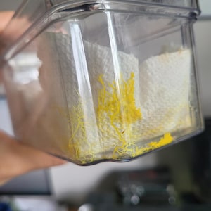 Peut inclure: Un récipient rectangulaire en plastique transparent contenant des essuie-tout blancs sur lesquels pousse un organisme myxomycète jaune vif aux ramifications complexes. Le récipient est doté d'un couvercle transparent assorti.