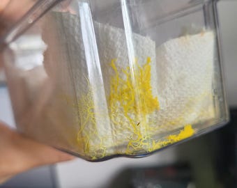 3x High-quality Physarum polycephalum sclerotia, slime mold, blob, viscous mold