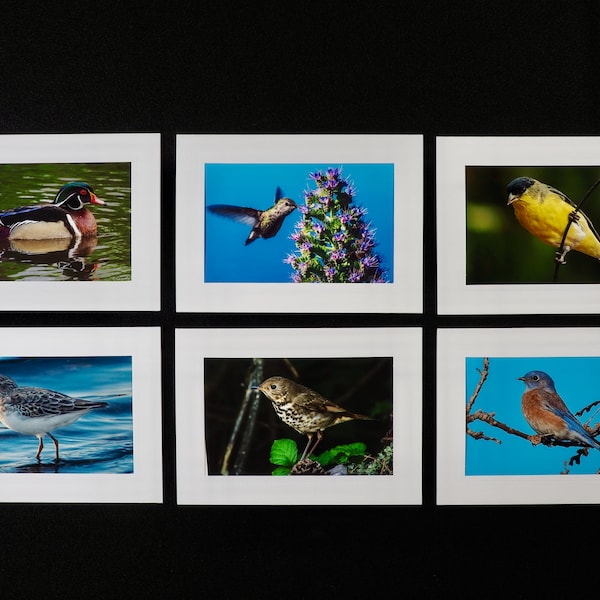 Photo Greeting Cards, Note Cards, Birthday Cards, Thank You Cards, Any Occasion Cards - Birds Collection
