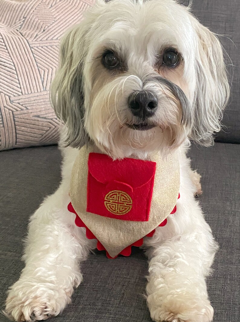 Pu&ograve; includere: Un cane bianco che indossa un bandana beige con una tasca rossa e un simbolo cinese dorato. Il cane &egrave; seduto su un divano grigio.