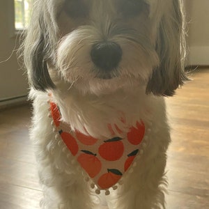 May include: A small white dog with gray patches wearing a peach-colored bandana with white trim and a white pom-pom border. The bandana has a pattern of orange peaches.