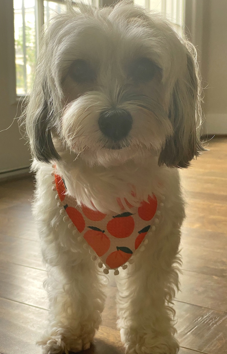 May include: A small white dog with gray patches wearing a peach-colored bandana with white trim and a white pom-pom border. The bandana has a pattern of orange peaches.