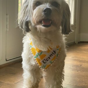 May include: A white dog with black markings wearing a yellow and white bandana with a lemon print and the name "Remy" embroidered on it.