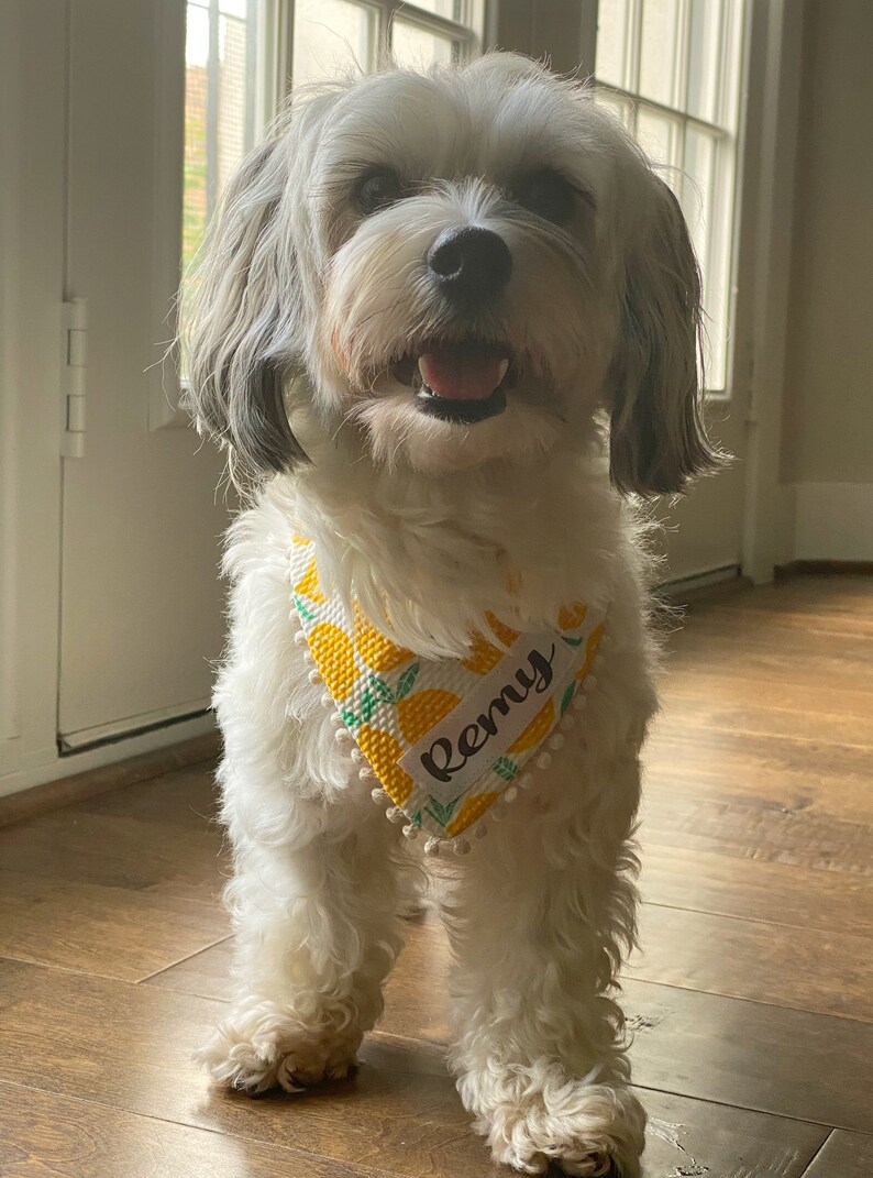 May include: A white dog with black markings wearing a yellow and white bandana with a lemon print and the name "Remy" embroidered on it.