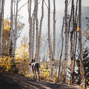 Wolf in the woods