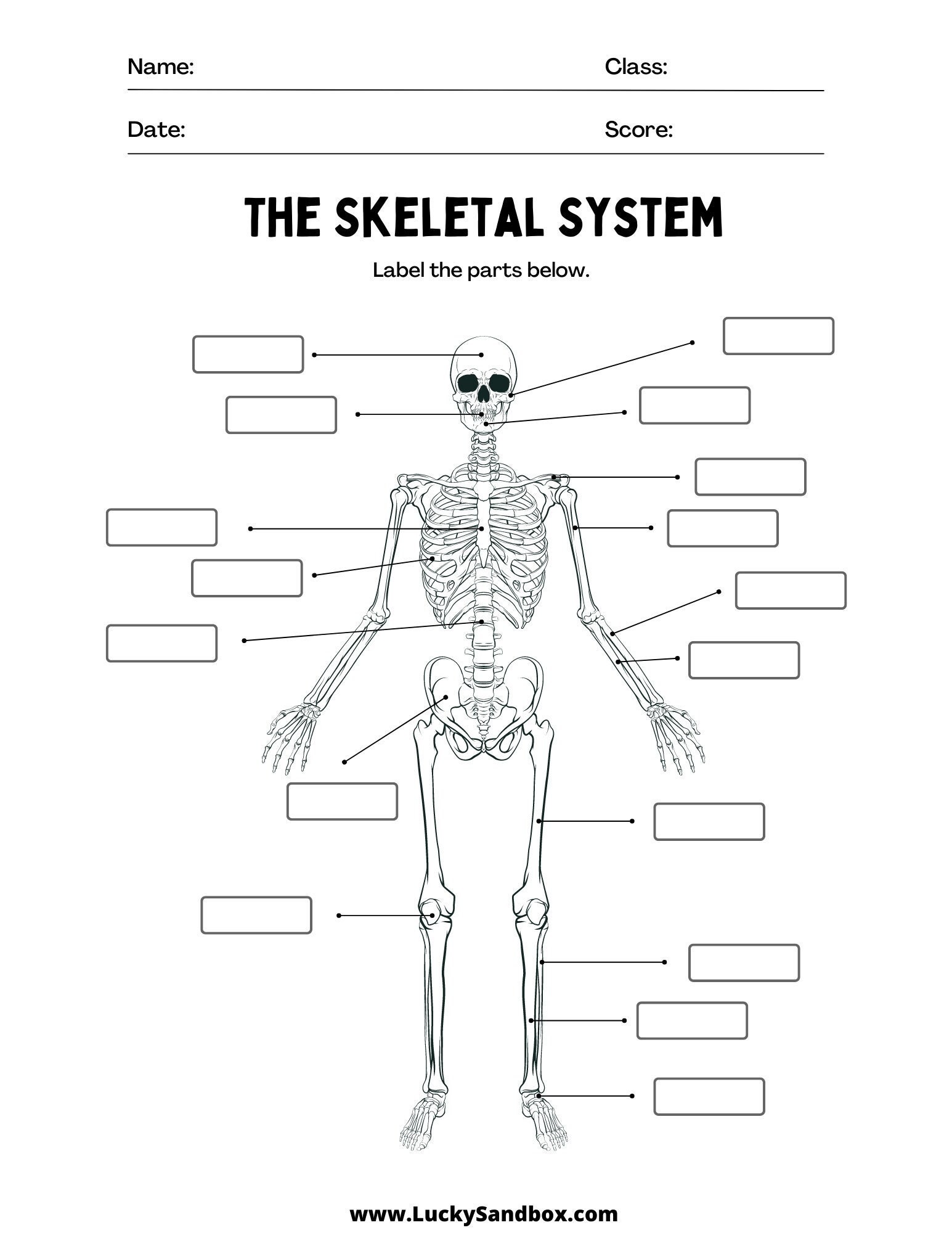 blank skeletal system