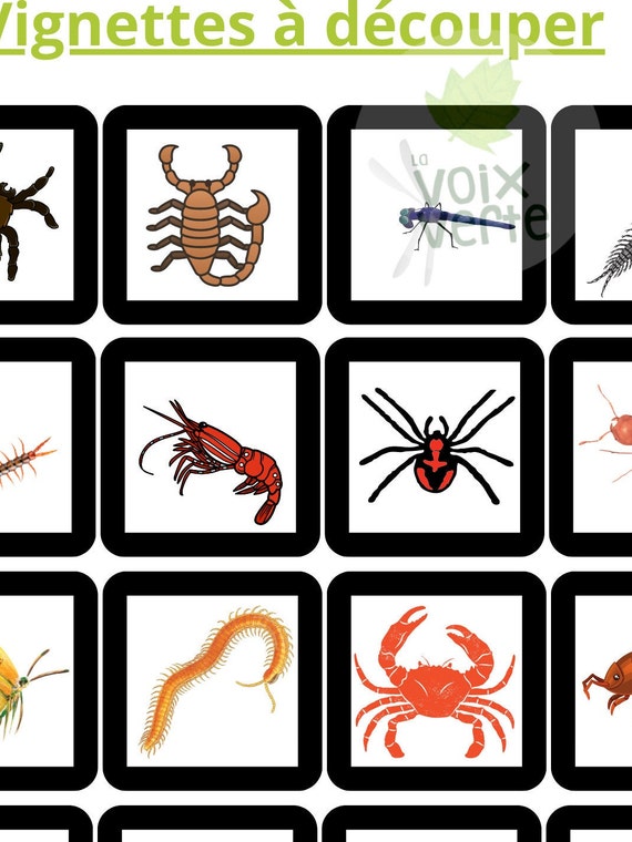 Classification Of Arthropods Digital File To Print Etsy Classification Of Arthropods Digital File To Print Etsy
