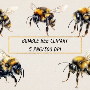 Clipart di api acquerello: immagini PNG di api realistiche (download digitale)